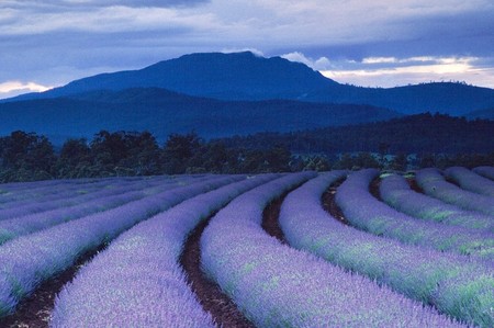 Lavender Fields Tasmania - lavender, field, purple, sunset