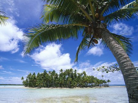 Rangiroa Tuamotu Island - sky, french, polynesia, island, palms, ocean