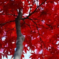 Red Maple