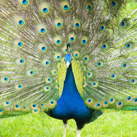 Strutting Peacock