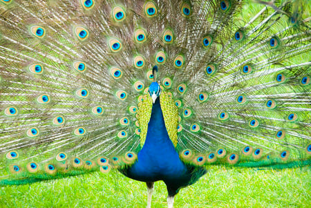 Strutting Peacock - peacock, wildlife, strutting, birds