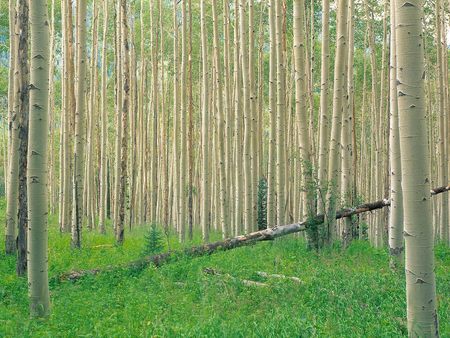 Aspen Grove Independence - trees, nature, aspen, forest, colorado