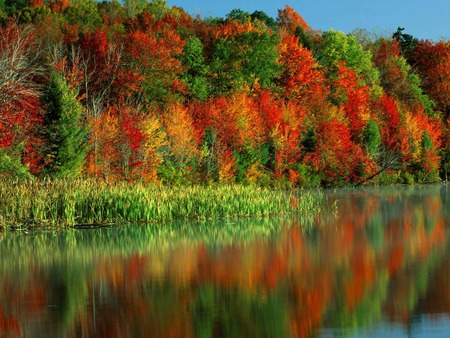 River and wood - nature, trees, river, color, forestes, colourful