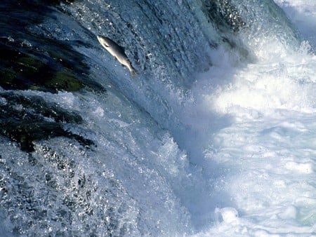 Swimming Upstream Salmon Alaska - alaska, water, river, fish, nature