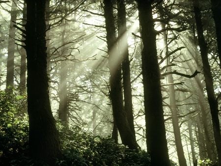 Shimmering Rays Oregon - forest, oregon, light, trees, nature