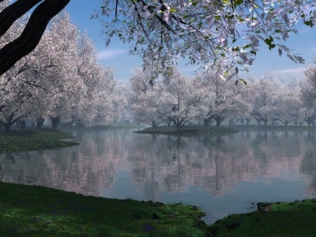 sakura - nature, cherry blossom, lake, japan, trees, sakura