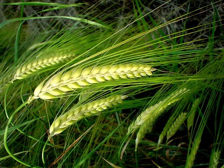 Wheat - nature, green, wheat