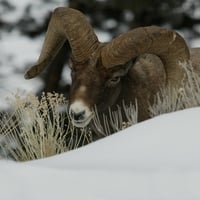 Big Horn Sheep