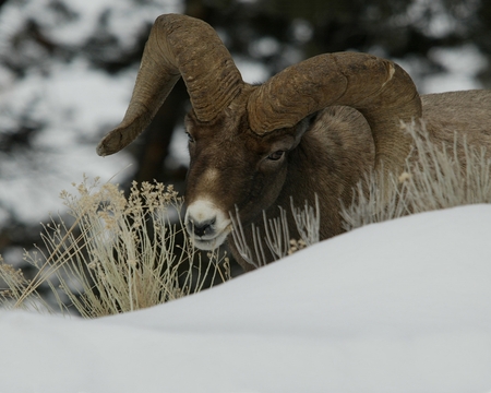 Big Horn Sheep - sheep, animals, winter, big horn sheep, ram, photo, goat