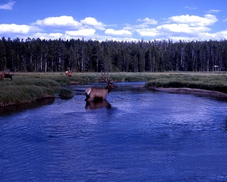 Elk  - forest, animals, river, elk, deer, nature