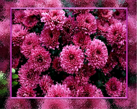 Pink Flowers and dew drop hearts. - nature, hearts, abstract, pink, photography, valentine, flowers, photo shopped