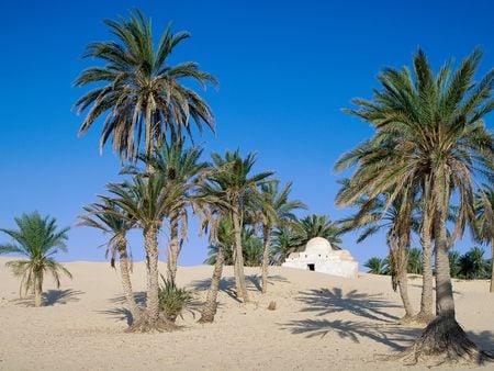 Sahara Desert Tunisia - tunisia, palms, desert, sand, sahara