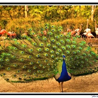 Fanning Peacock and Pink Flamingos