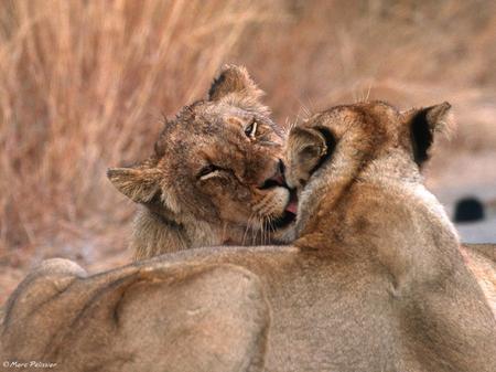 Tenderness - felines, lion, cats, animals, big cats, lioness