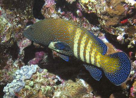 Peacock Grouper - peacock, reefs, grouper, photography, water, fish, peacock grouper