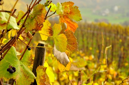 Vineyard - wine, nature, california, vineyards, france, leaves