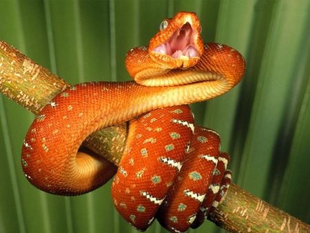 BOO!! - snakes, nature, snake, photography, scare, leaves