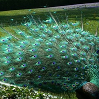 Peacock in Mexico City