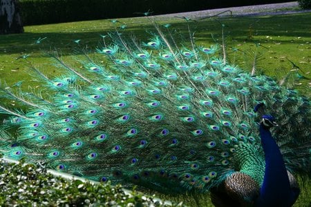 Peacock in Mexico City