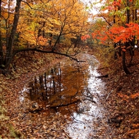 Autumn Reflections