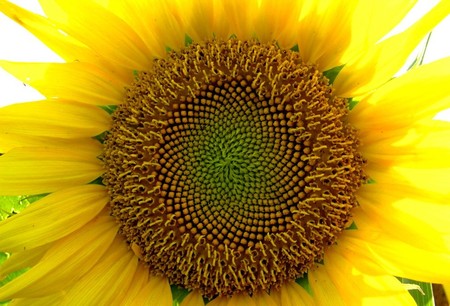 Sunflower - flower, yellow, sunflower