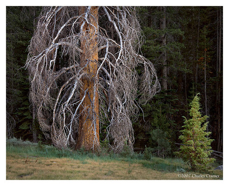 Trees Near Washburn Lake - forests, trees, photgraphy, lakes, leaves