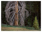 Trees Near Washburn Lake