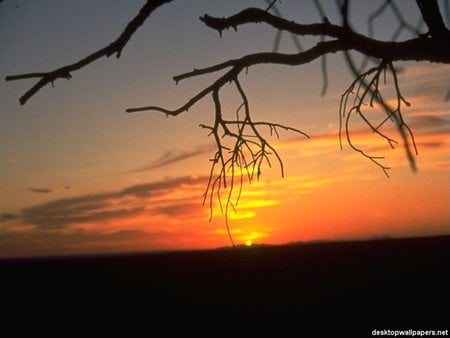 sunset - quiet, sunset, trees, peace