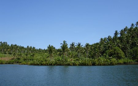 beach with palm trees- - beach