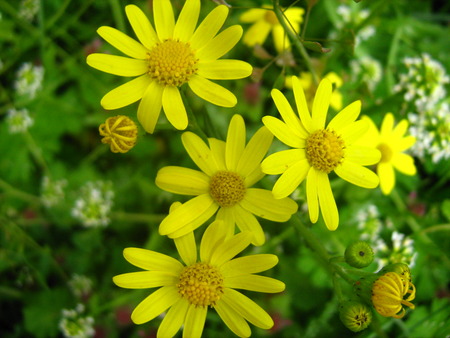 Yellow flowers - flowers