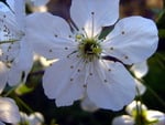 Apple flower