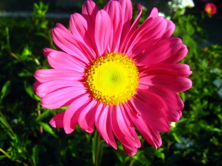 Pink garden flower - pink