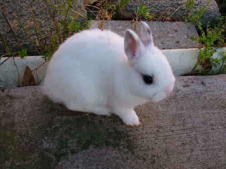 A beutiful Snow bunny - snow, cute, bunnies, animals