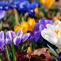 Spring Flowers