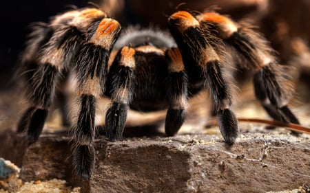 Tarantula - danger, poison, animals, spider, tarantula, venom