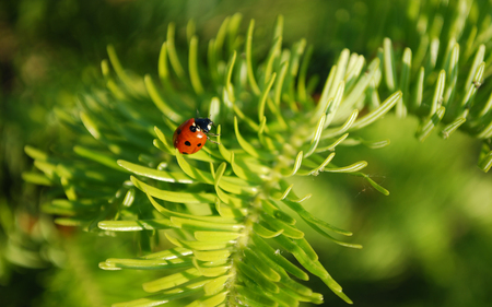 Ladybug - insects, red, green, ladybug, fir, animals