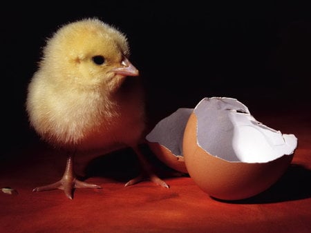 My old house... - broken, chick, animal, cute, baby, sweet, egg, chicken, newborn