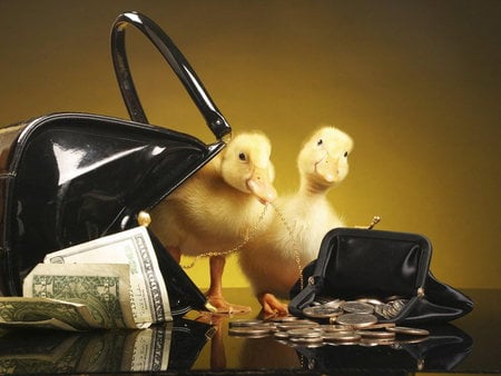 Who needs money? - duck, money, animal, baby