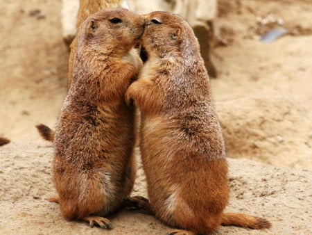 Sweet love - nature, love, rodent, couple, animal