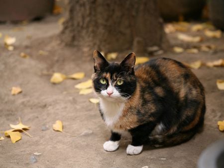 Homeless cat - kitten, feline, sweet, cat, calico