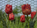 tulips behind the wire