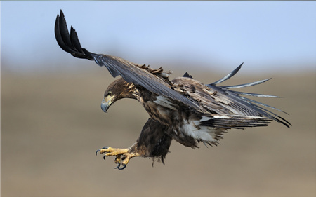 Flight of the Eagle - magnificent, eagle, attacking, beautiful, animals, birds