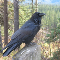 Forest Raven