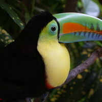 Colorful Tucan