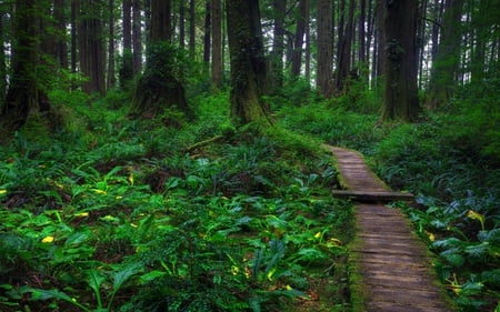 Path In The Forest - trees, wood, beautiful, beauty, spring, grass, forest, lovely, leaves, tree, path, nature, green, peaceful, woods