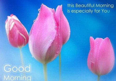 for my sweet DN friends - morning, wish, tulips, pink