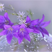 bluebell