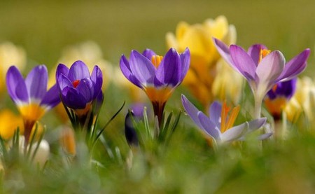 crocus - purple, field, yellow, crocus, colorful