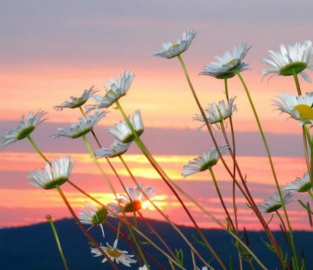 daisy - white, daisy, sunset, flower