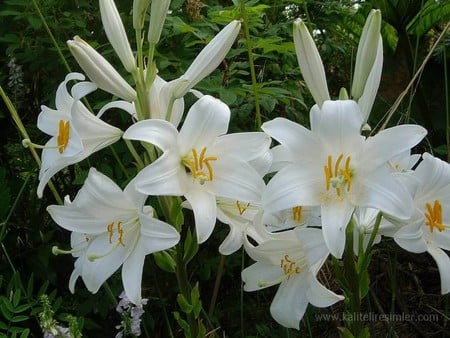 lilies - lilies, white, easter, flower